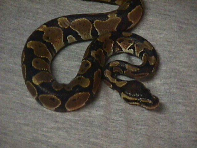 new ball