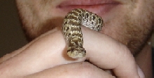 Boris The Western Hognose