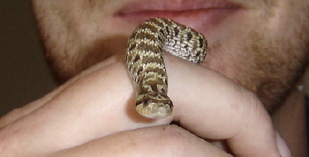 Boris The Western Hognose