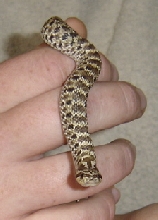 Boris The Western Hognose