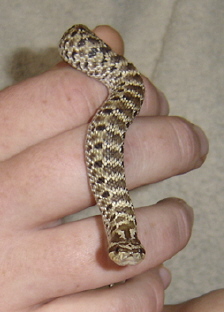 Boris The Western Hognose