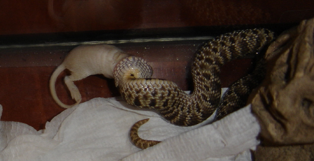 Boris eating pinkie
