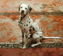 Dillinger3