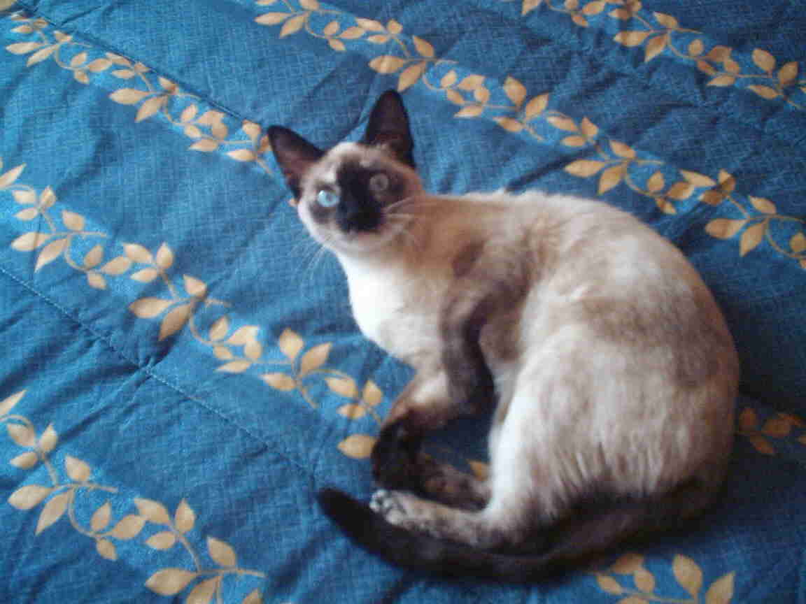 Ella 1