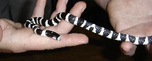 My first King snake (Ilia)