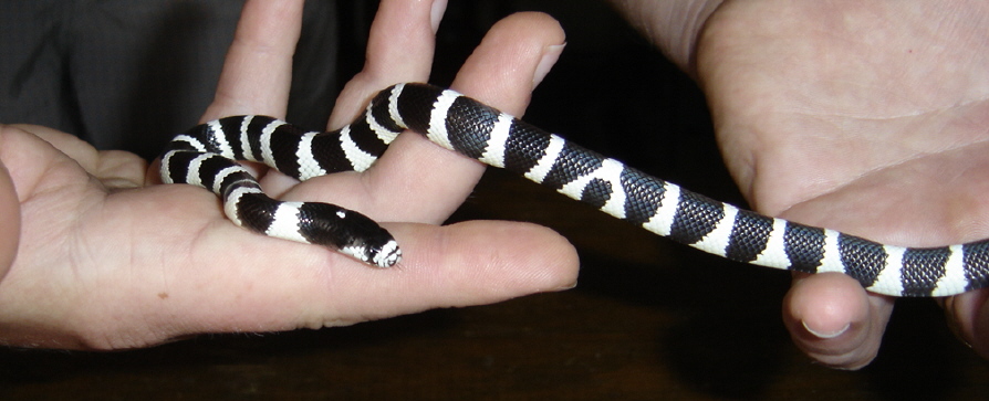 My first King snake (Ilia)