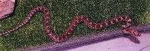 Max 1