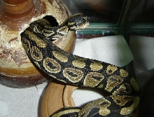 Ball Python Roris