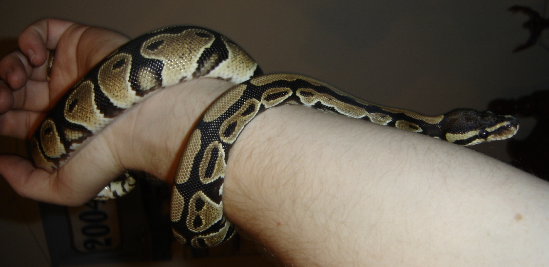 Roris on strange branch