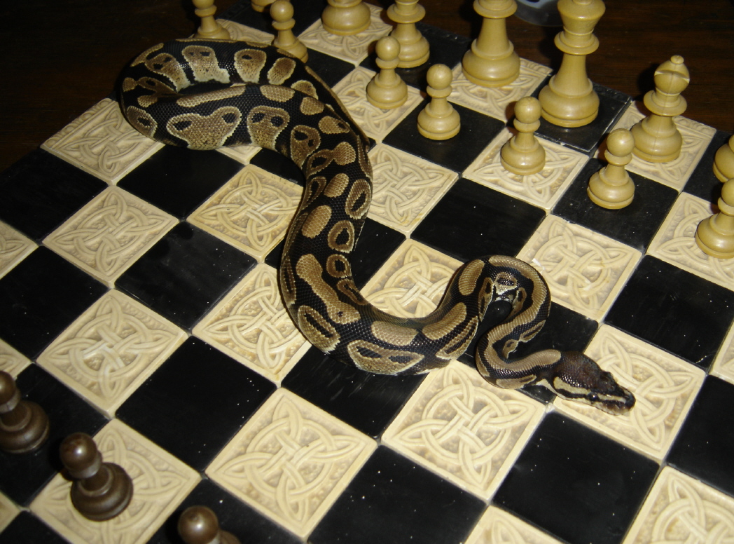 Roris Chess 1