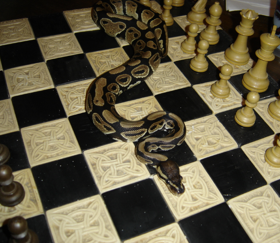 Roris chess 2