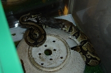 Roris eating first mouse of 2005