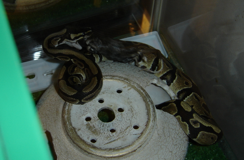 Roris eating first mouse of 2005