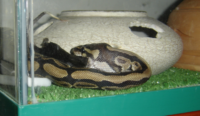 Roris eating first mouse of 2005