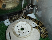 Roris eating first mouse of 2005
