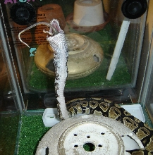 Roris eating first mouse of 2005