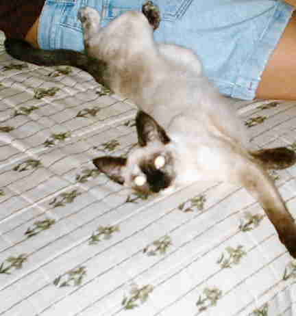 Ella with Clao