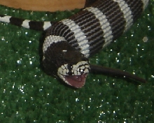 Tail desert