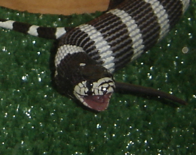 Tail desert