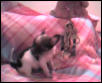Prissie compared to mommie's keys