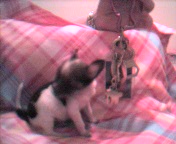 Prissie compared to mommie's keys