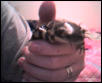 Sallie