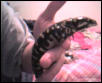 Sallie