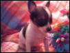 "Prissie"