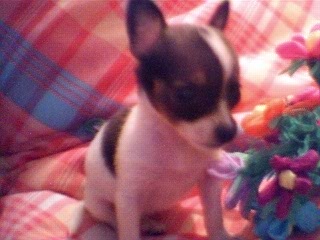 "Prissie"