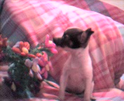 Prissie smelling the flowers