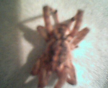 What Is this Spider?