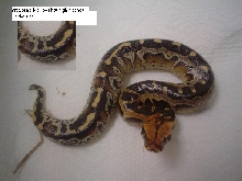 marble female(partial)