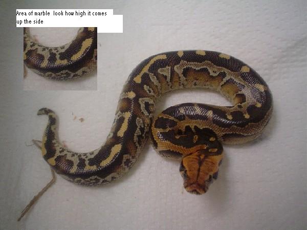 marble female(partial)
