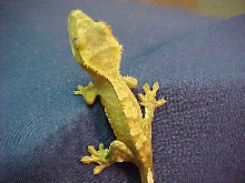 another male