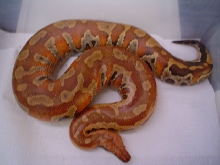 my female blood