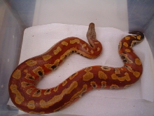 my male blood
