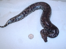 short tail fem