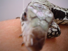 tegu