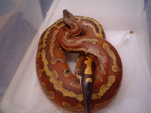another male