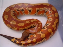 female bp