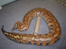 Big girl