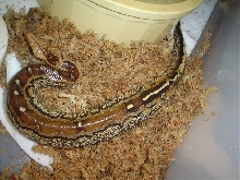female marble