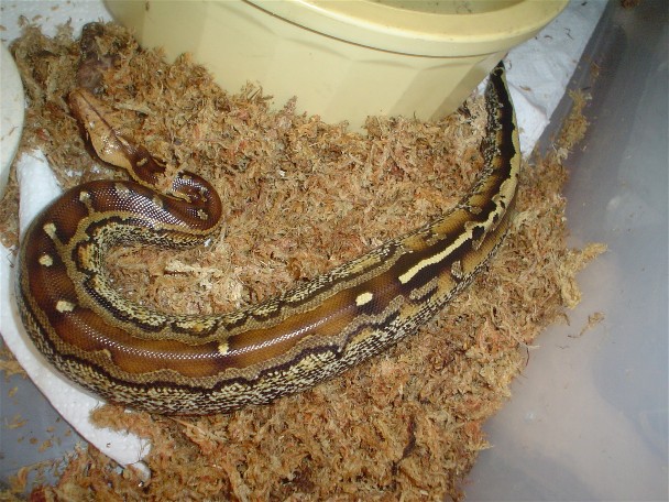 female marble