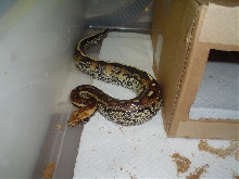 male marble