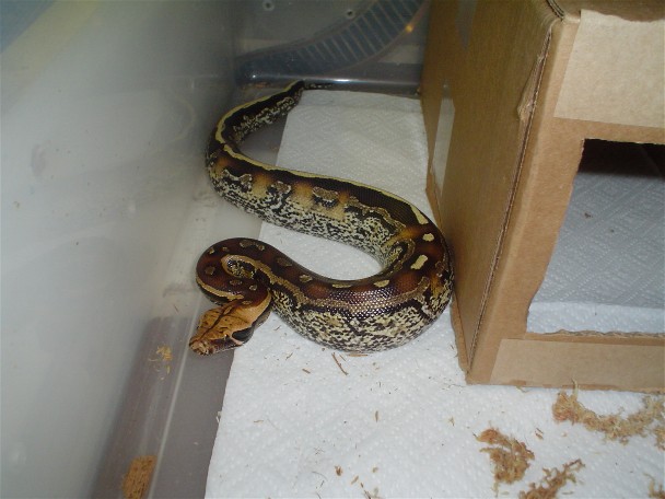 male marble