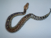 fading pattern female