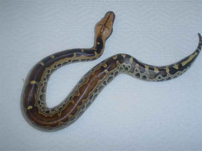 fading pattern female