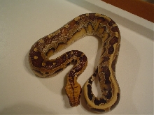 borneo