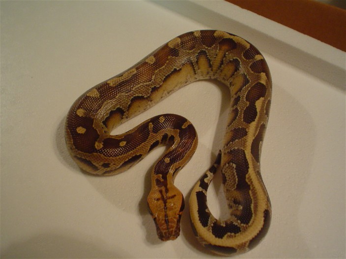 borneo