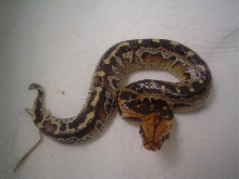 partial marble female